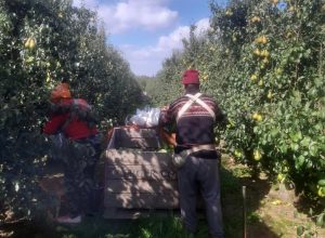 mere-pere-8